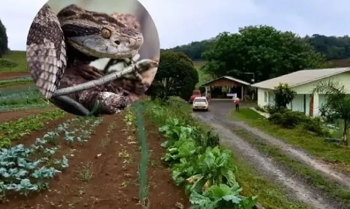 Agricultor é picado por jararaca durante colheita de hortaliças na região