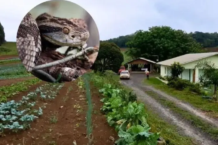 Agricultor é picado por jararaca durante colheita de hortaliças na região