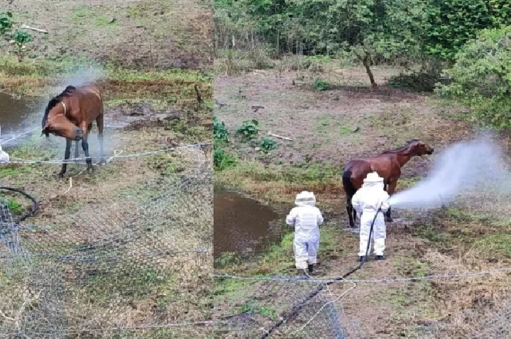 Égua é resgatada após ataque violento por enxame de abelhas em SC