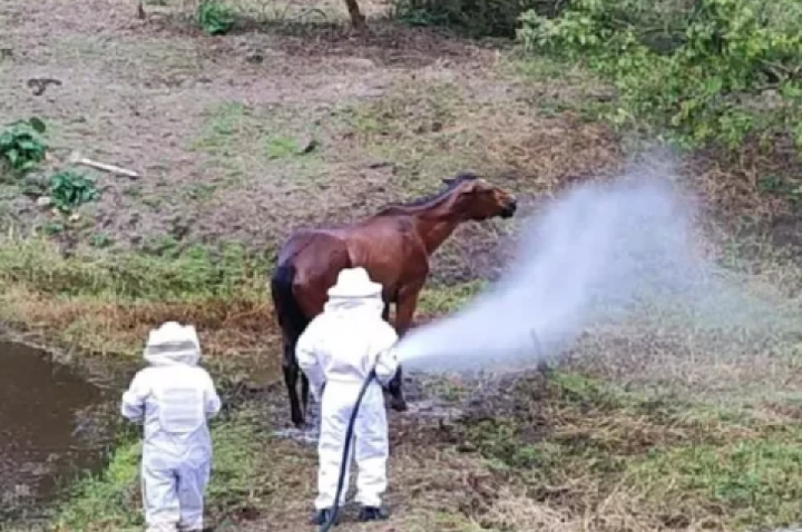 Éguas atacadas por enxame de abelhas não resistem , em SC