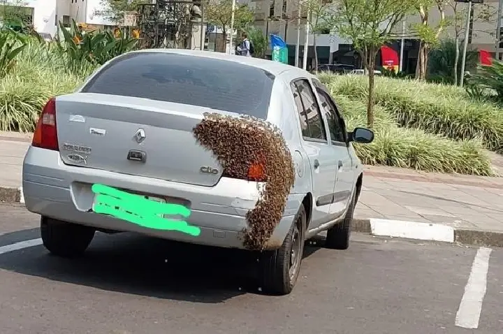 Enxame de abelhas pousa sobre carro estacionado em Lages