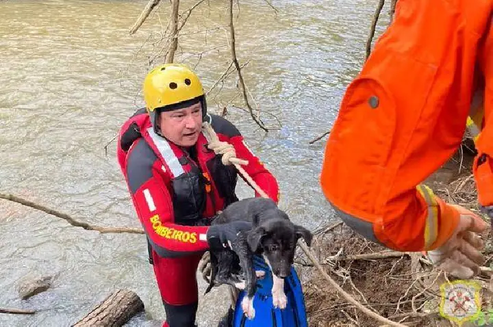 Equipe de mergulho resgata cão filhote no Rio do Peixe em Caçador