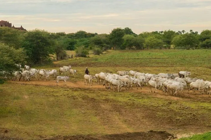 Mais de 30 cabeças de gado são furtadas de propriedade do Oeste de SC