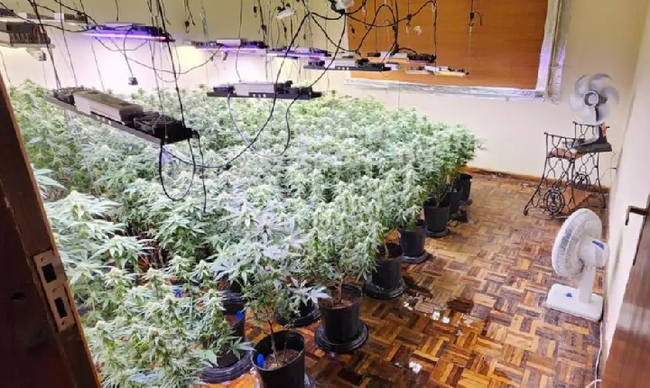 Polícia descobre estufas com 327 pés de maconha e prende três homens em Curitiba