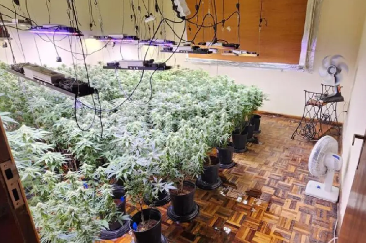 Polícia descobre estufas com 327 pés de maconha e prende três homens em Curitiba