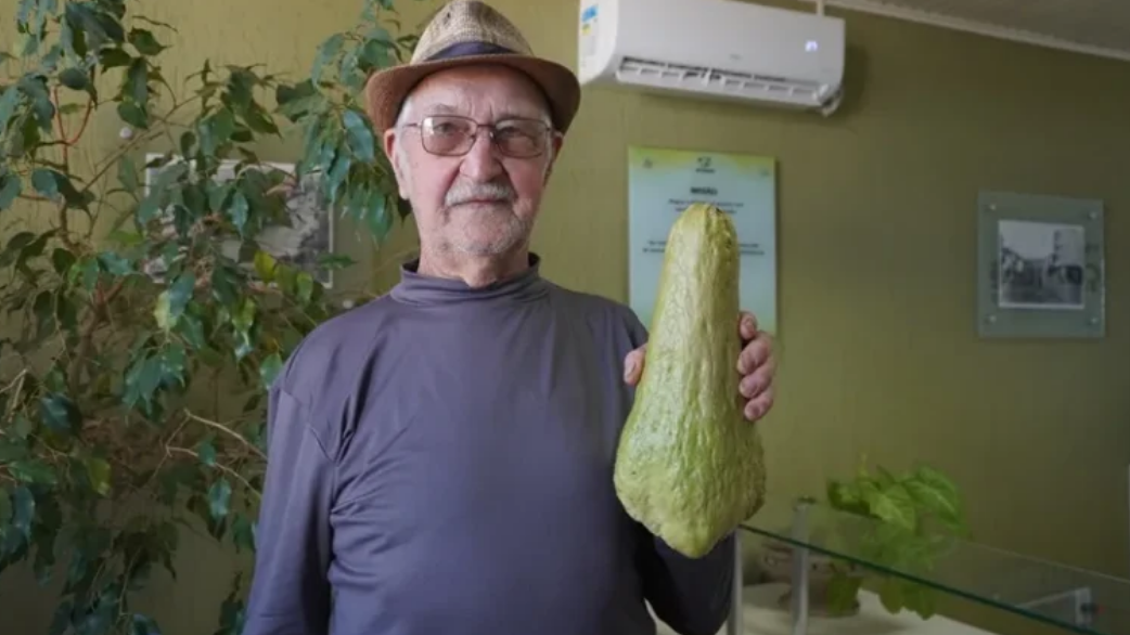 Agricultor colhe chuchu de 2,5 quilos no meio-oeste catarinense