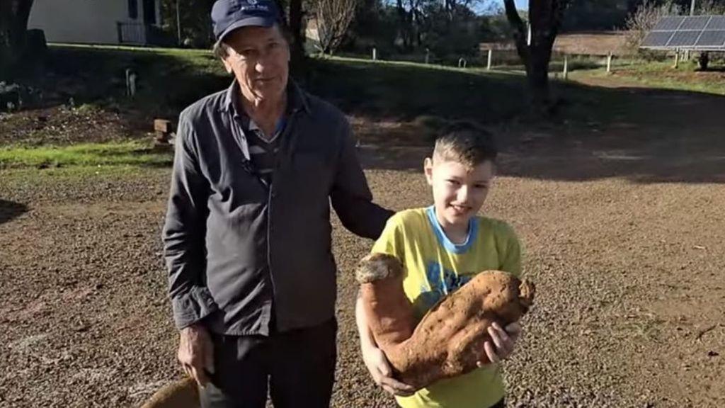 Batata-doce gigante surpreende agricultor durante colheita em cidade de SC