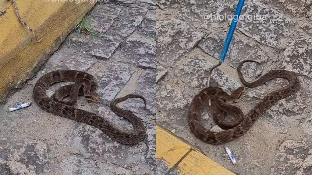 Cobra entre as mais venenosas do Brasil é encontrada vagando em rua movimentada de SC