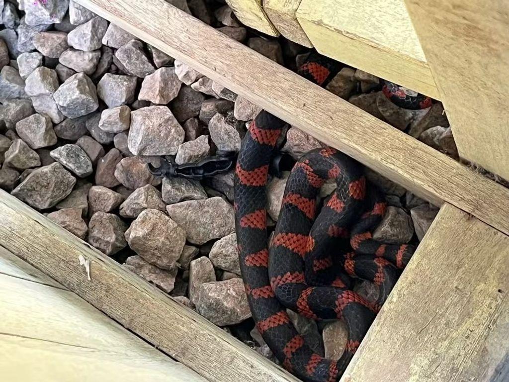 Criança encontra cobra-coral enquanto brincava em creche em SC