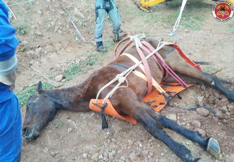 Bombeiros montam operação para resgatar cavalo que caiu em ribanceira