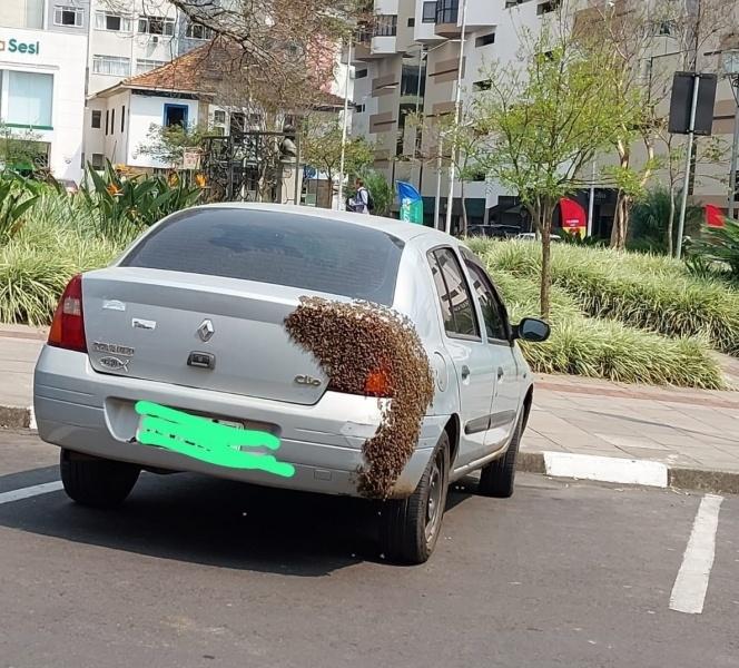 Enxame de abelhas pousa sobre carro estacionado em Lages