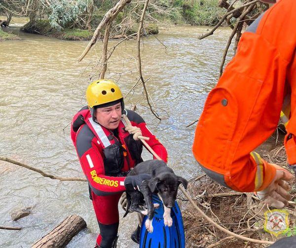 Equipe de mergulho resgata cão filhote no Rio do Peixe em Caçador