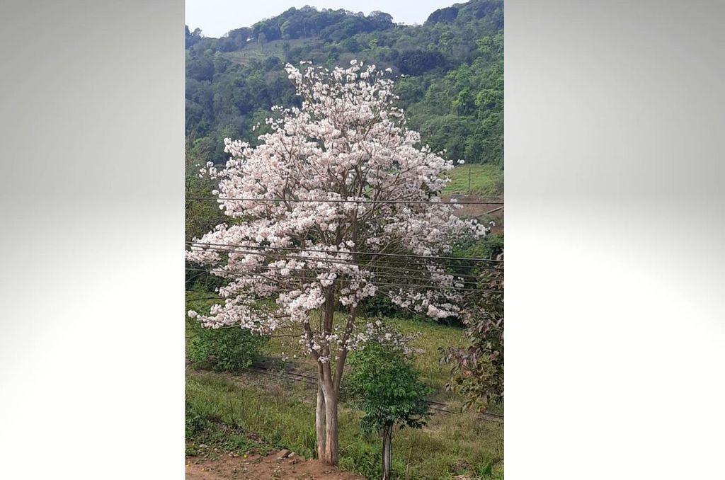 Leitora registra raro ipê branco em Barra Fria, Erval Velho