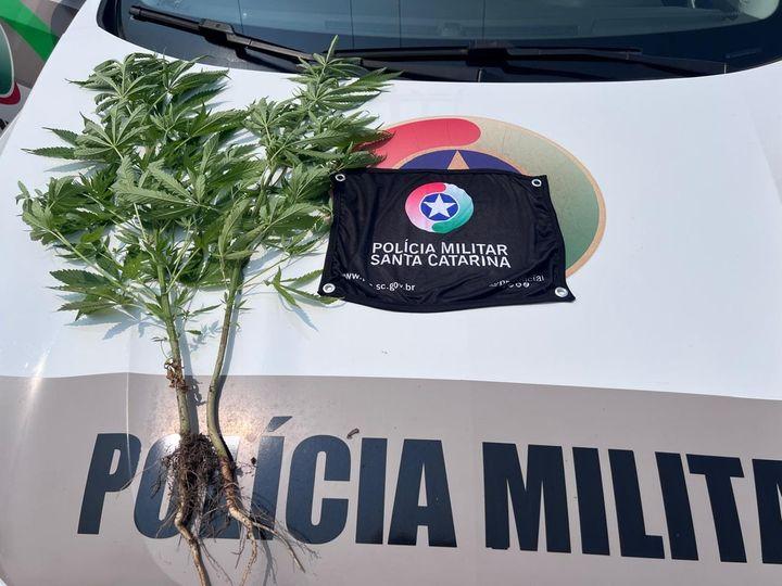 Polícia apreende pés de maconha cultivados em via pública