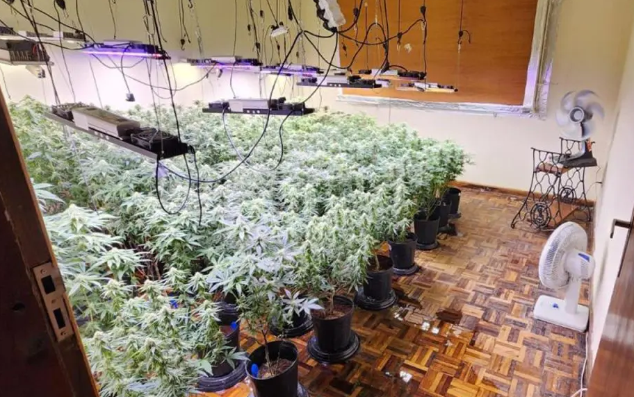 Polícia descobre estufas com 327 pés de maconha e prende três homens em Curitiba