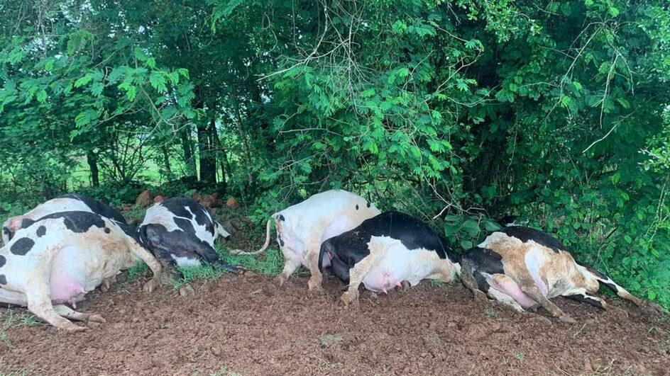 Sete vacas holandesas são mortas por raio em propriedade rural de SC