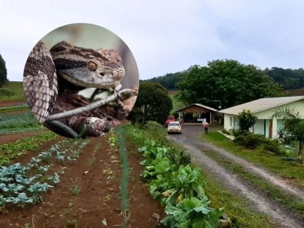 Agricultor é picado por jararaca durante colheita de hortaliças na região