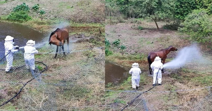 Égua é resgatada após ataque violento por enxame de abelhas em SC