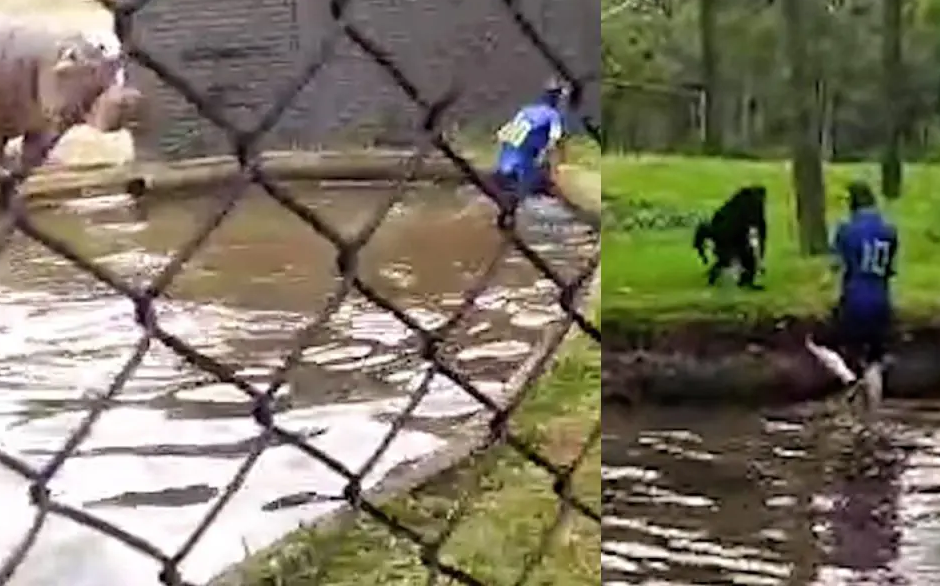 Homem é detido após invadir espaços dos macacos e hipopótamos no Zoológico de Curitiba