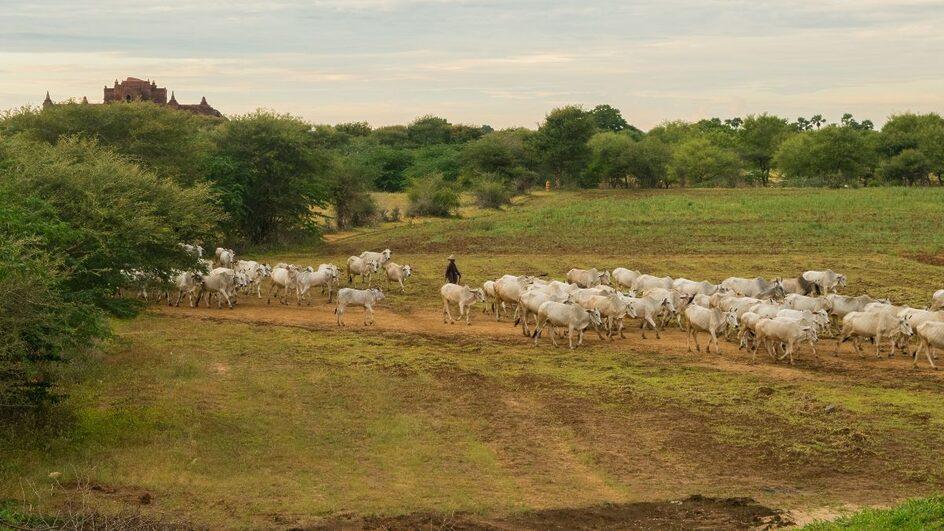 Mais de 30 cabeças de gado são furtadas de propriedade do Oeste de SC