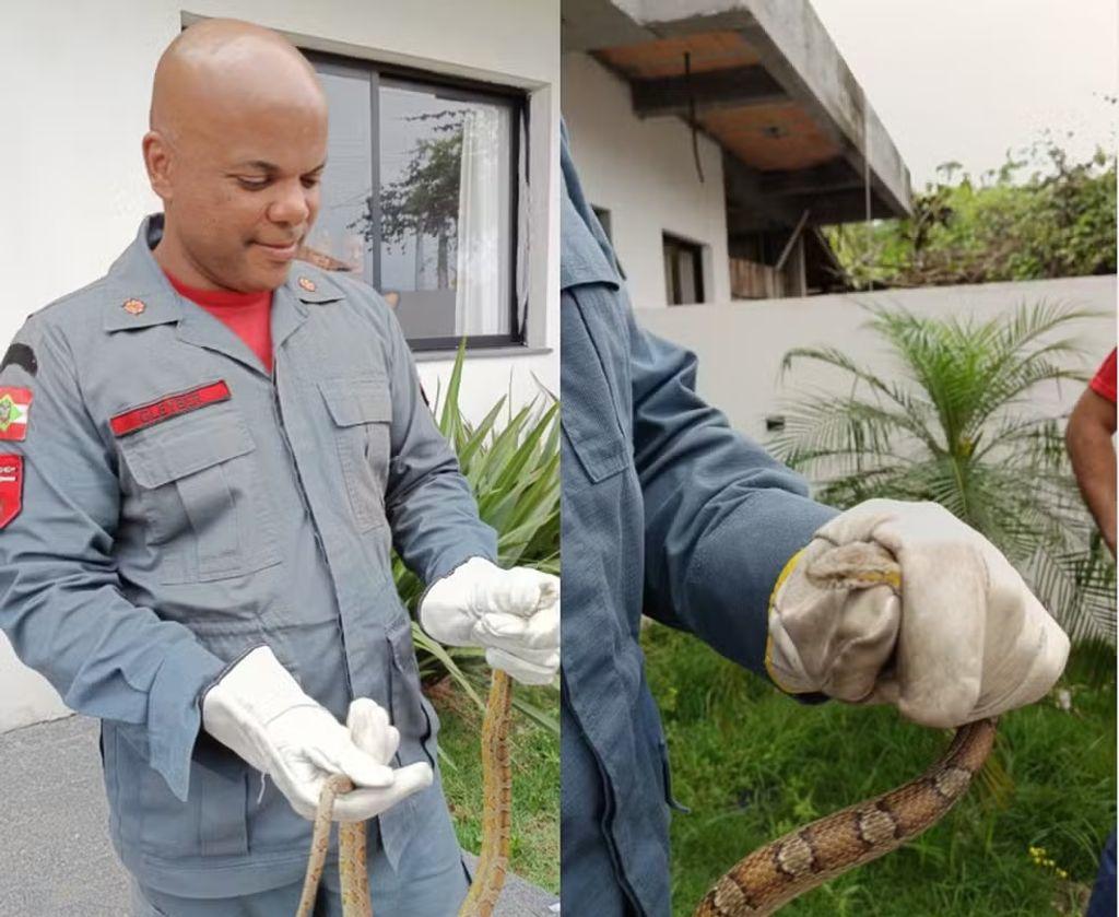 Moradores encontram cobra exótica no quintal de casa em Santa Catarina