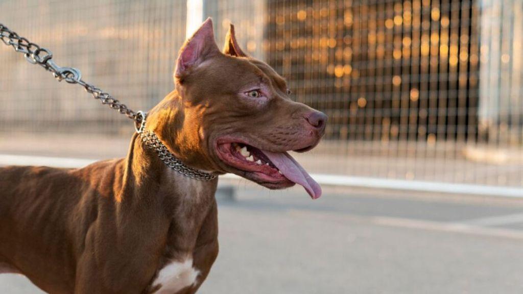 Criança é atacada por pitbull a caminho da escola e sofre graves lesões em SC