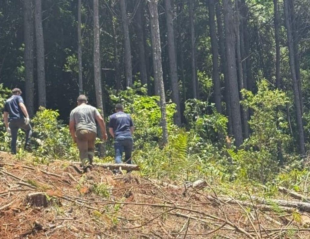 Homem morre atingido por árvore no interior de Joaçaba