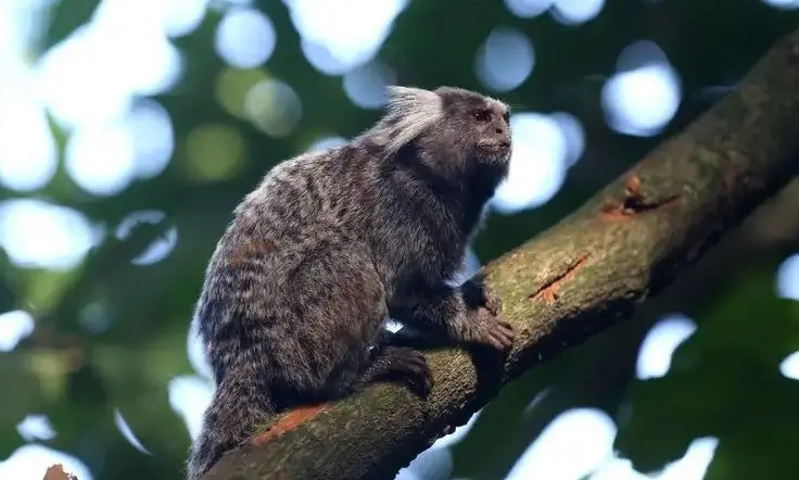 Mulher morre após ser internada com raiva humana em Pernambuco